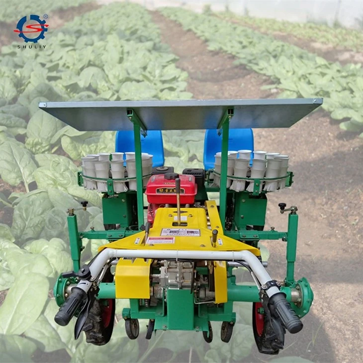 lettuce seedlings transplant2